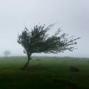 Wind